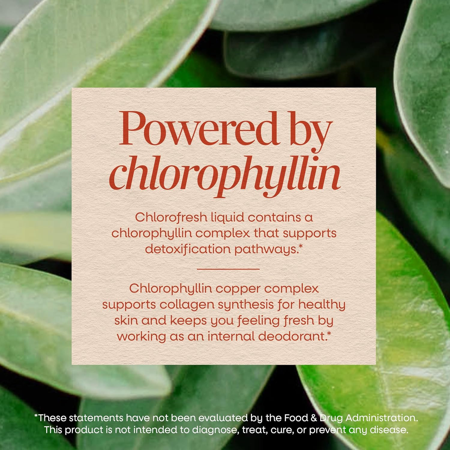 Nature’s Way Chlorofresh, Liquid Chlorophyll, Healthy Skin & Body Detox 16 Fl Oz