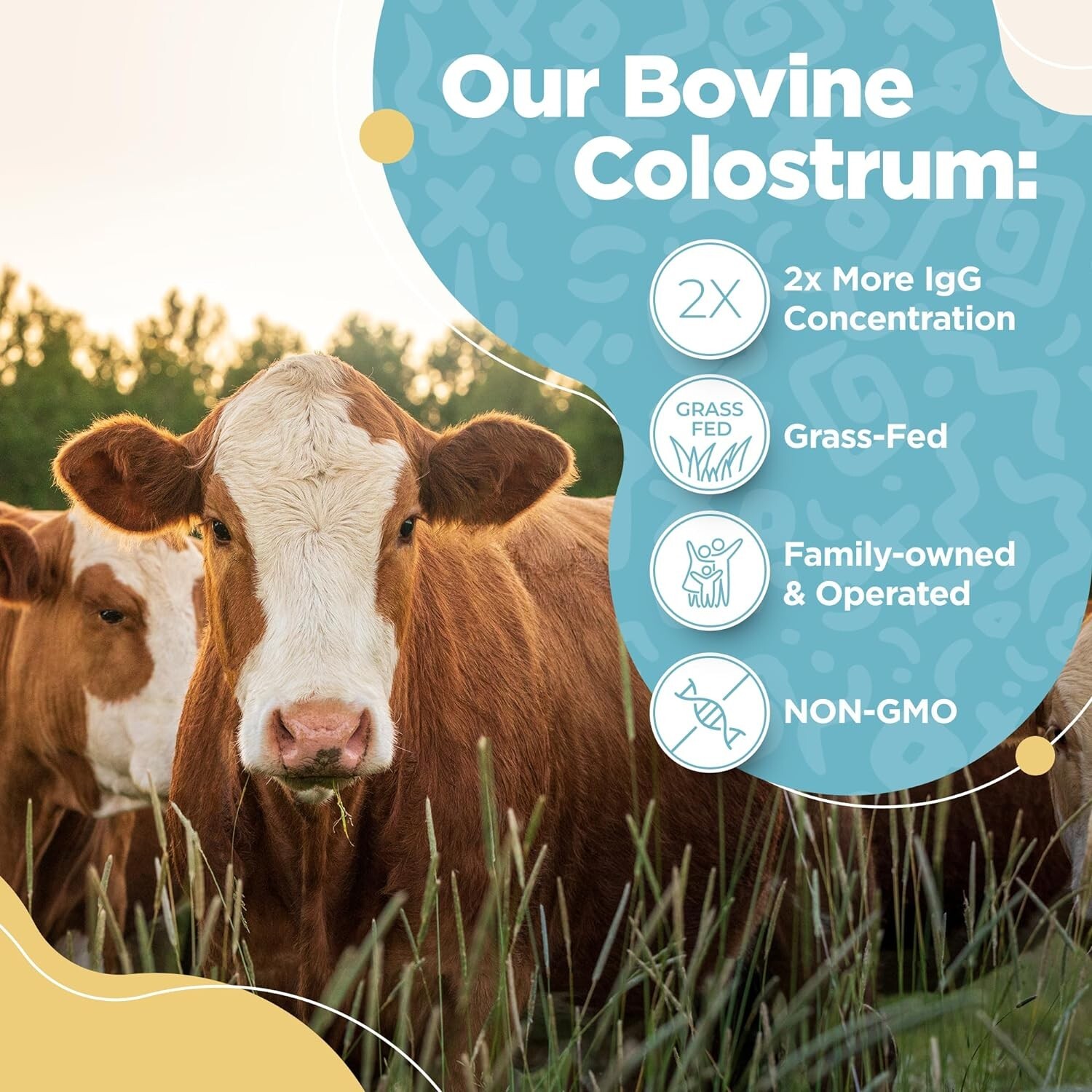Bovine Colostrum Powder – 40% IgG Highly Concentrated Pure Bovine 3.17 OZ USA
