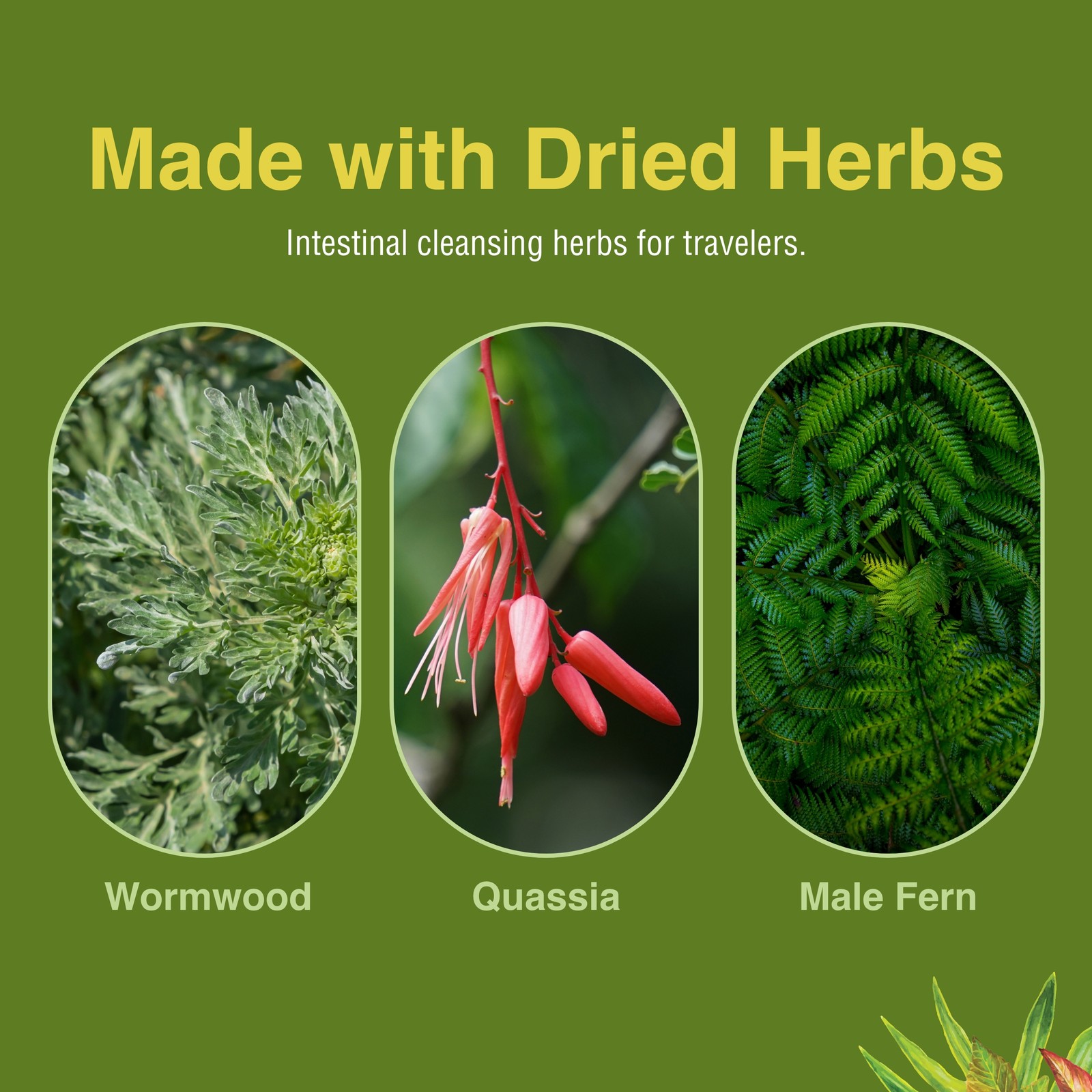 ParaFree Softgels 60 ct Herbs Etc