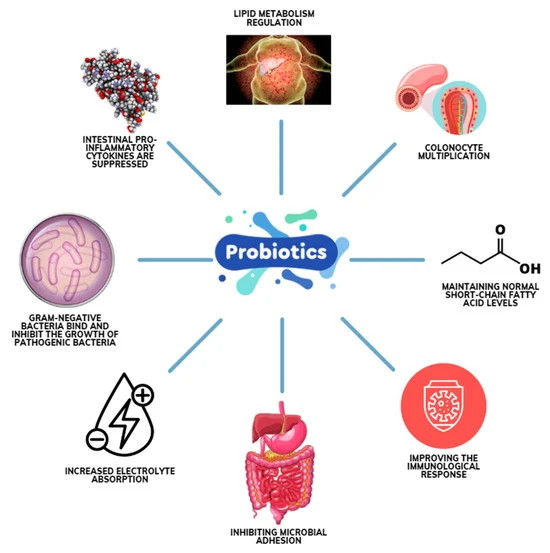 3 x Raw Probiotics 100 Billion CFU Potency Digestive Immune Health 360 Capsules