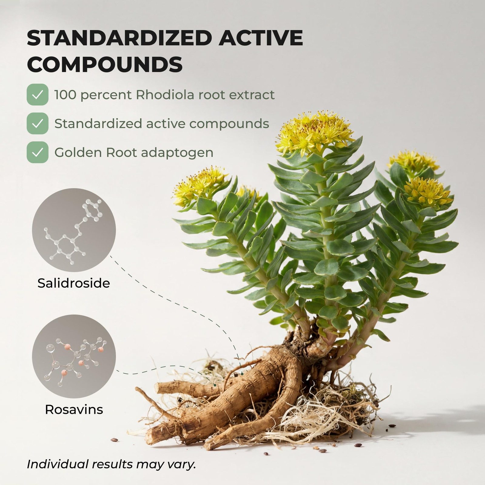 Salvora Rhodiola Rosea Supplement – Root Count 60 Golden (Pack of 1)