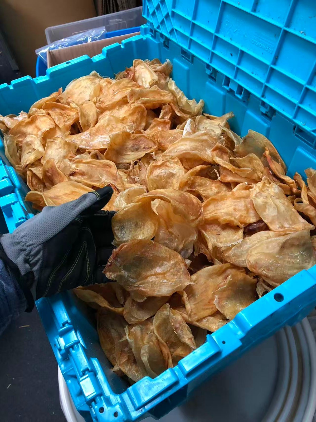 1磅装黄金鸡蛋花胶 1LB/Bag Size S Dried wild caught fish maw-U.S Seller