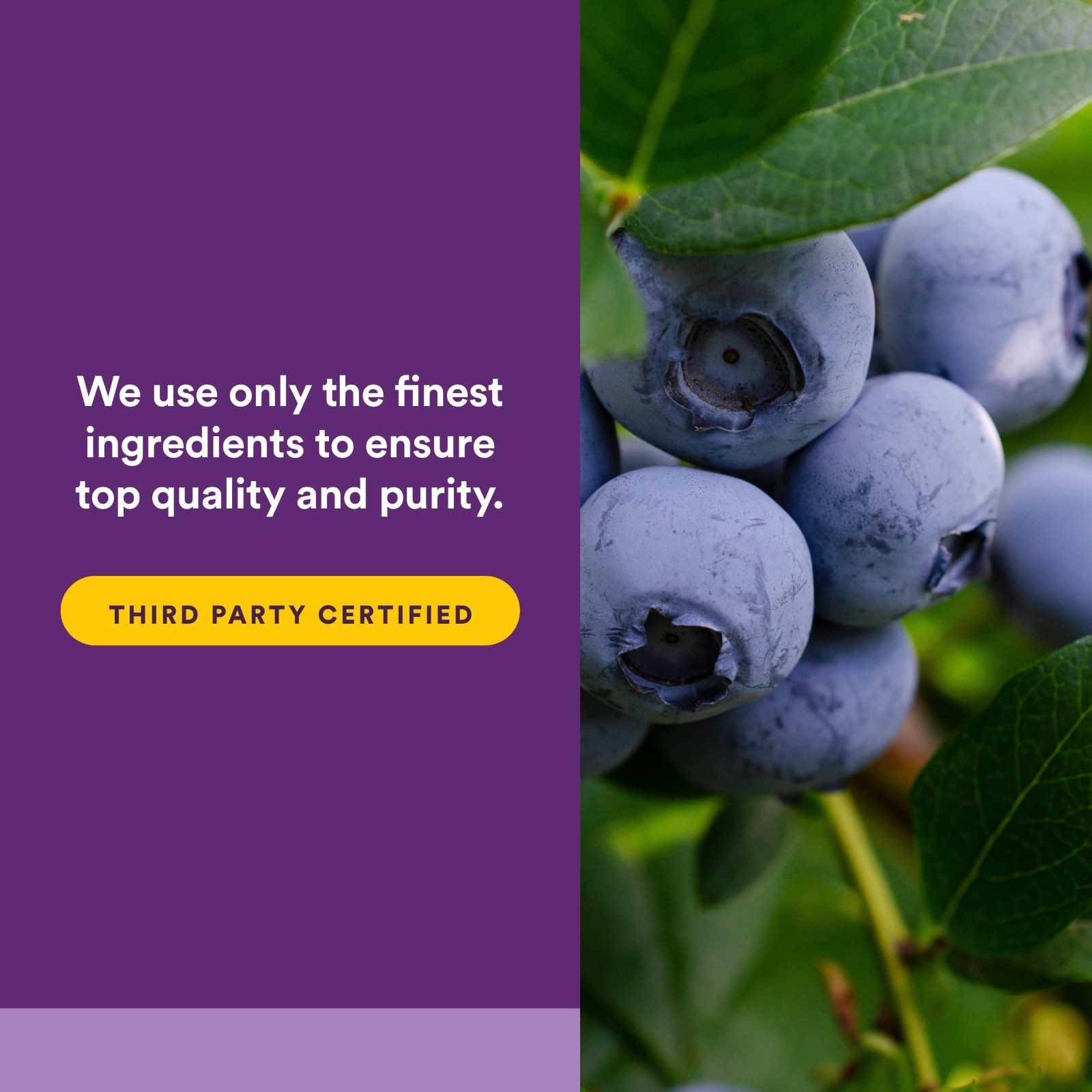 Super Strength Blueberry Concentrate – Antioxidant Support, 90 Softgels for Heal