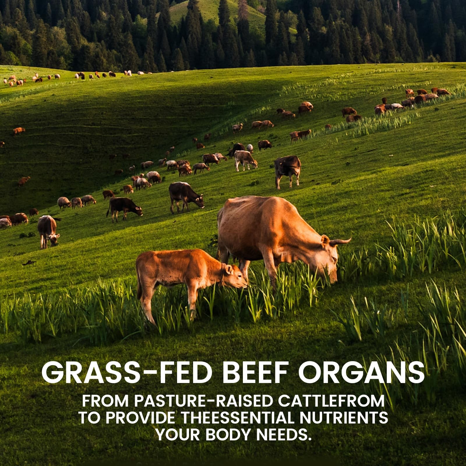 Forgebody Beef Organ Complex Supplement, 120 Capsules Grass Fed Beef Liver Ca…