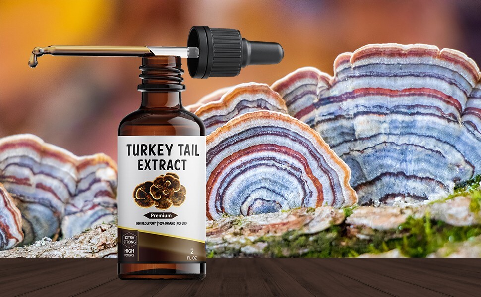Turkey Tail Mushroom Extract Strong Organic Tincture Liquid Herbal Drops 2 Fl oz