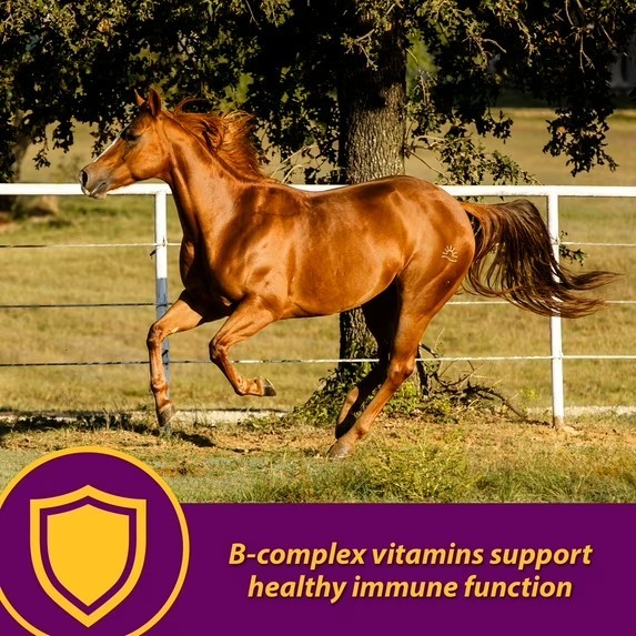 Horse Health Red Cell Vitamin-Iron-Mineral 32 Oz 16 Day Supply