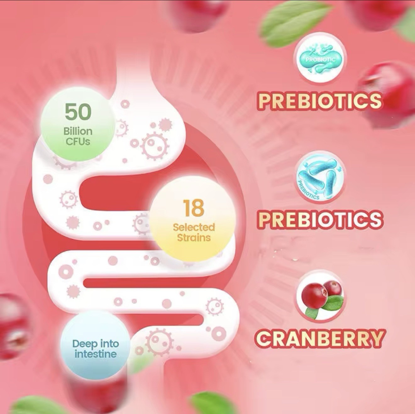 Women’s Cranberry Probiotic Gummies 5B CFU Digestive Health 60ct