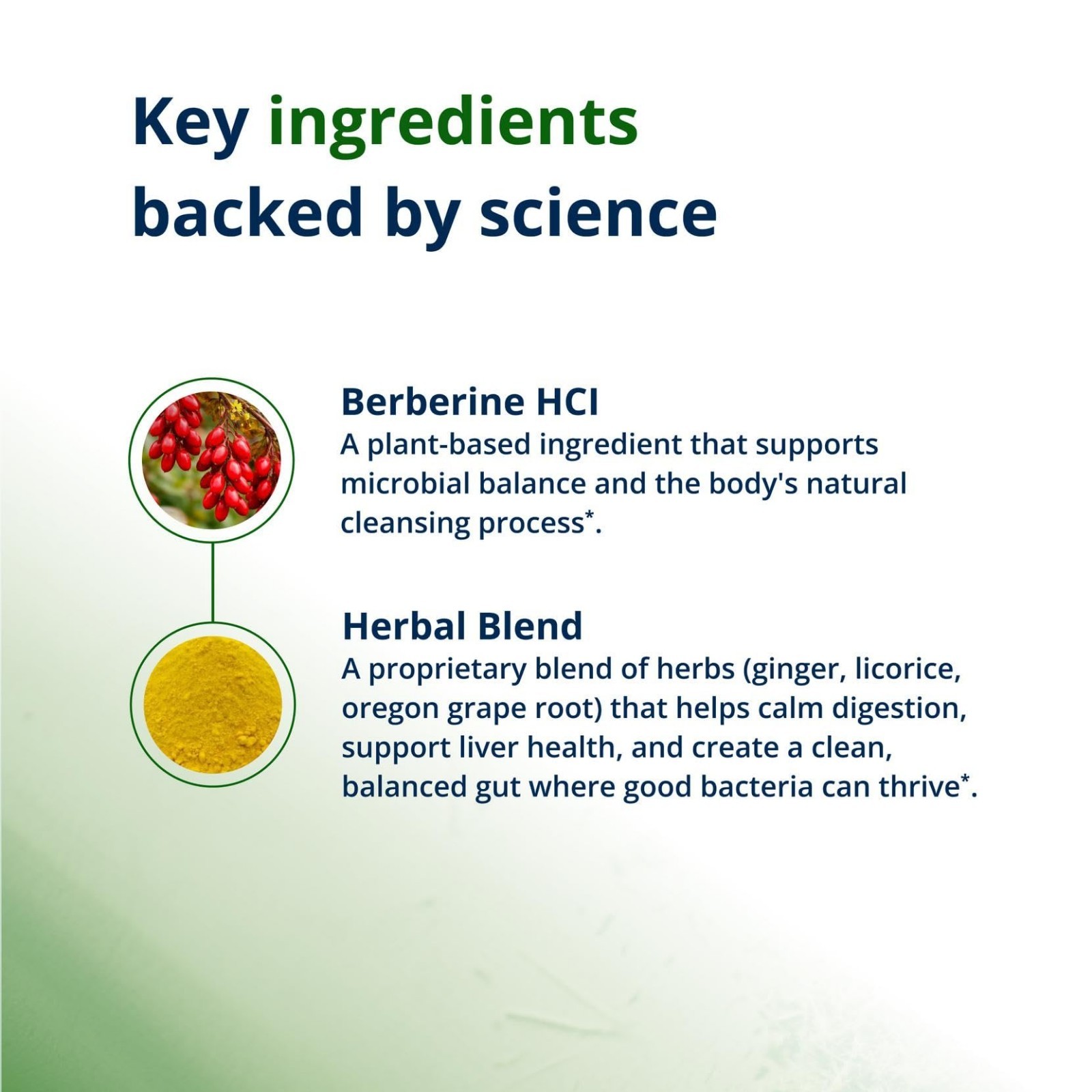 Concentrated Berberine 400mg – Intestinal Support, Gut Health & Microbial Balanc
