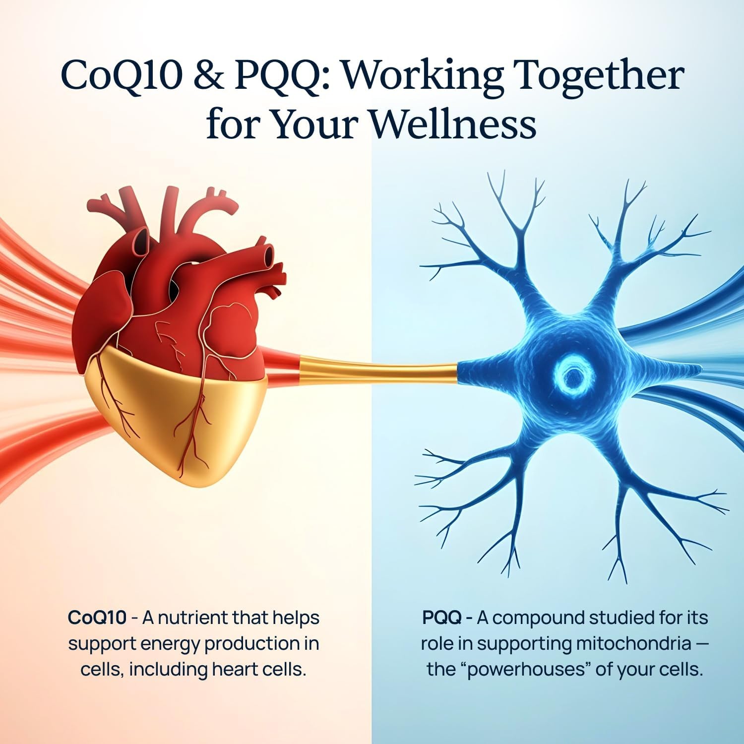 Simple Promise CardioClear7 CoQ10 with PQQ and Shilajit Supplement | Daily Heart