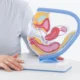 Male fertility panels